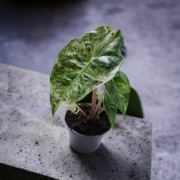 Alocasia  pink dragon  variegata 