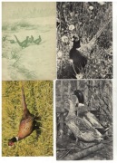 04-AU19-Fauna-Ptaki łowne,1970-80r