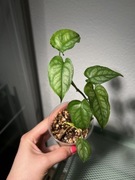 monstera siltepecana | nie philodendron