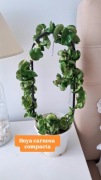 Hoya hoja carnosa compacta roślina duży okaz matecznik XXL