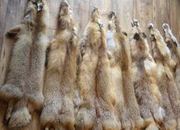 Skóra lis rudy garbowana futro z lisa rudego NOWE PIĘKNE SKÓRY LISÓW IIm