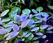 Lobelia Cardinalis mini, sadzonka ok 4-6 cm, hodowla podwodna