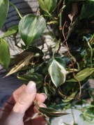 Philodendron Rio Crem Splash Carnival 