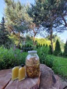 Syrop pędy sosny 100ml niepasteryzowany.