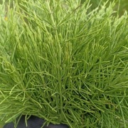 Skrzyp polny ziele 100g z Bieszczad 