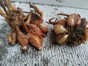 cebula rodzinna, kartoflanka ruska szalotka 10 szt