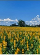 Łubin żółty szerokolistny mister ostatnie 15kg