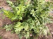 Kozłek lekarski - miododajne zioło (10szt)