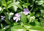 Barwinek pospolity niebieski sadzonki 