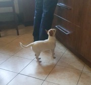 Chihuahua suczka biała 8 miesięczna