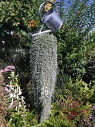 Dichondra srebrzysta 