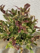 Kiścień Firestar nowa unikatowa odmiana