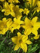 Zestaw 6 szt liliowców