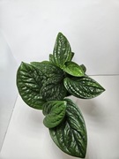 Monstera karstenianum, monstera peru