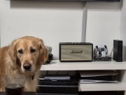 Głośnik Marshall Stanmore II jak nowy. Stan idealny. BT 5.0