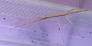 Patyczak rogaty  Medauroidea extradentata
