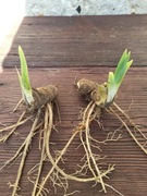 Irys bródkowy żółty, sadzonki 7,50/szt