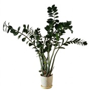 Roślina, kwiat Zamioculcas zamiifolia