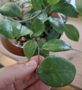 Hoya erythrostemma