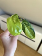Philodendron Bipennifolium Variegata
