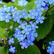 Brunnera wielkolistna / Brunnera macrophylla