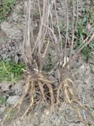 Tarczyca bajkalska sadzonka świeżo kopana bardzo dobrze się 3letnia