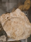 Amonit negatyw jura, oxford, skamielina