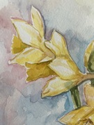 „ Żonkile” piękna akwarela