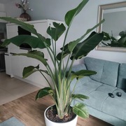 Strelizia Nicolai. Piękny, ogromny kwiat 200x170