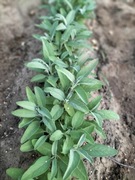 Szałwia Lekarska - Zioło miododajne (10szt)