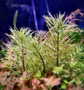 Ludwigia inclinata var. verticillata Curly, Tornado, podwodna min 10 cm,