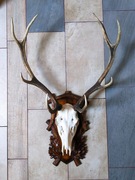 Trofeum myśliwskie – czaszka jelenia z porożem na ozdobnej desce