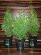 Thuja Tuja Szmaragd zywopłot ok.30cm P-9 0,5L
