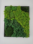 Obraz z mchu, żywy obraz, chrobotek. 50x70