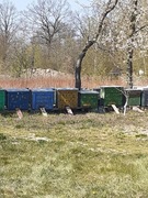 Wypasione ule z pszczołami cena za 1 szt 