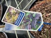 Albicja SUMMER CHOCOLATE (Albizia)