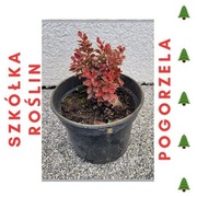 Berberys Thunberga 'Admiration'