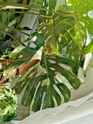 Monstera thai constellation, philodendron Pink Princess, malaya gol