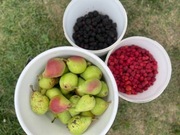 Konfitura z gruszki i jeżyny 220 ml