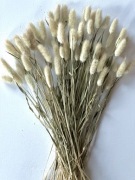 Dmuszek jajowaty lagurus 50 szt. Suszki na tort