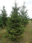 Swierk pospolity na choinki