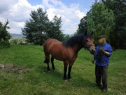 klacz gniada 3 letnia