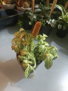 Fitonia (Fittonia albivenis) - roślina nerwowa 