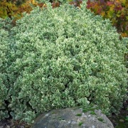Trzmielina japońska Euonymus japonicus "Prezydent Gauthier"