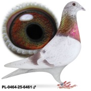 Samiec 100 % Prange Linia 261 x 555 Płowa 