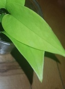 Epipremnum Golden Photos Neon cięty 