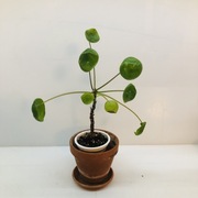 Pilea Pieniążek przynoszący pomyślność