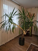 Piękna Juka doniczkowa