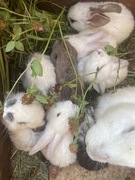 Młode króliki belgijskie 