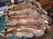 Skóra lis rudy garbowana futro z lisa rudego NOWE PIĘKNE SKÓRY LISÓW 2